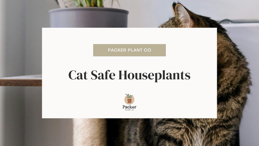 Cat Safe Plants