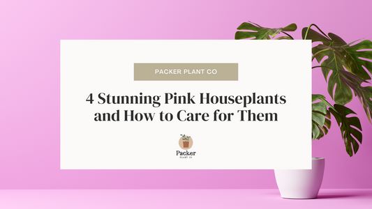 Adding a Touch of Pink: 4 Stunning Pink Houseplants and How to Care for Them