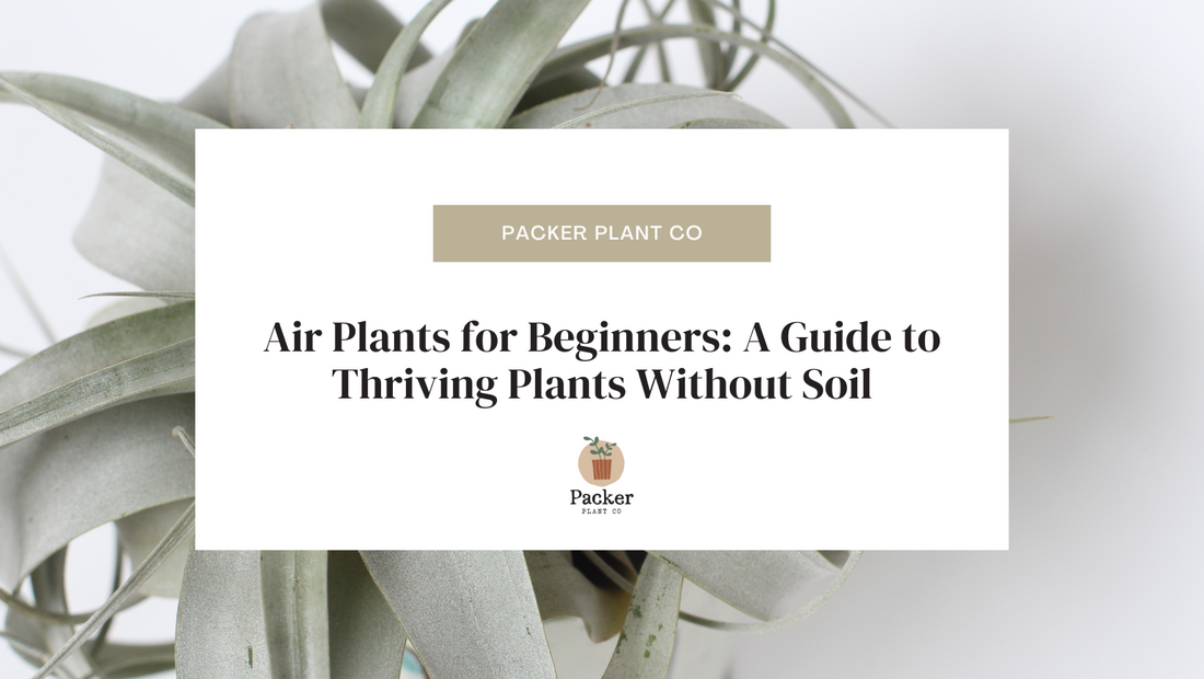 Air Plants for Beginners: A Guide to Thriving Plants Without Soil