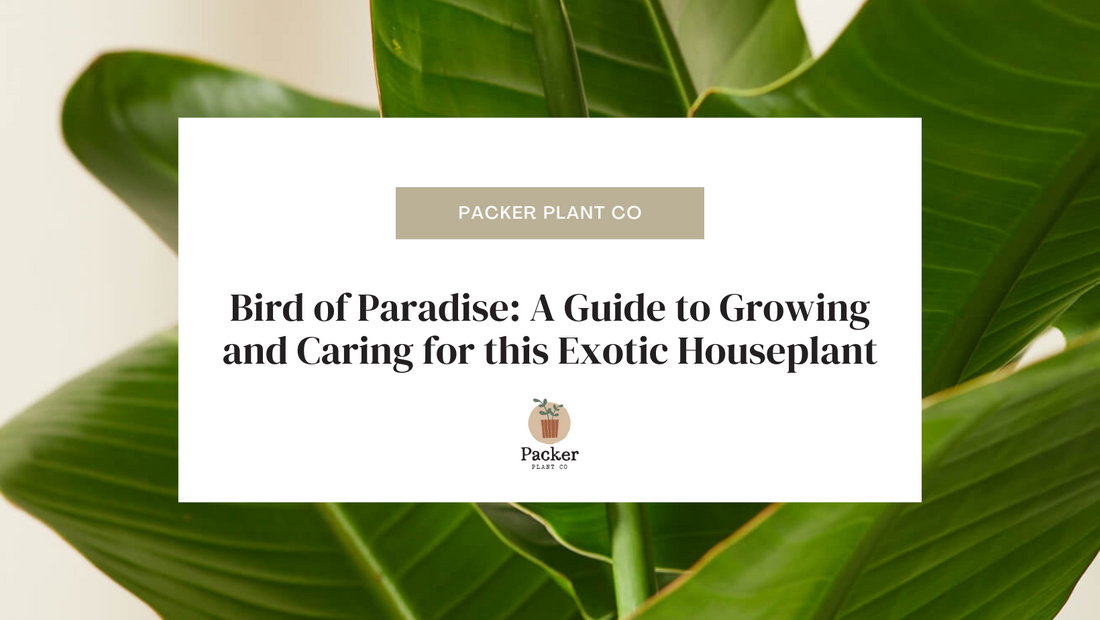 Bird of Paradise: A Guide to Growing and Caring for this Exotic Houseplant