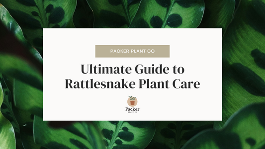 Ultimate Guide on Rattlesnake Plant Care | How to Care for Calatheas