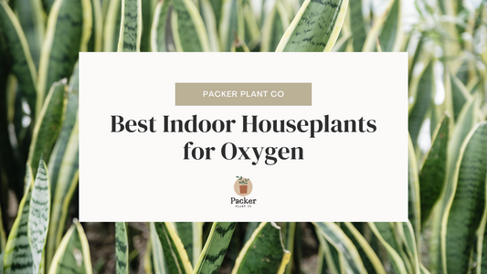 Best Indoor Houseplants for Oxygen