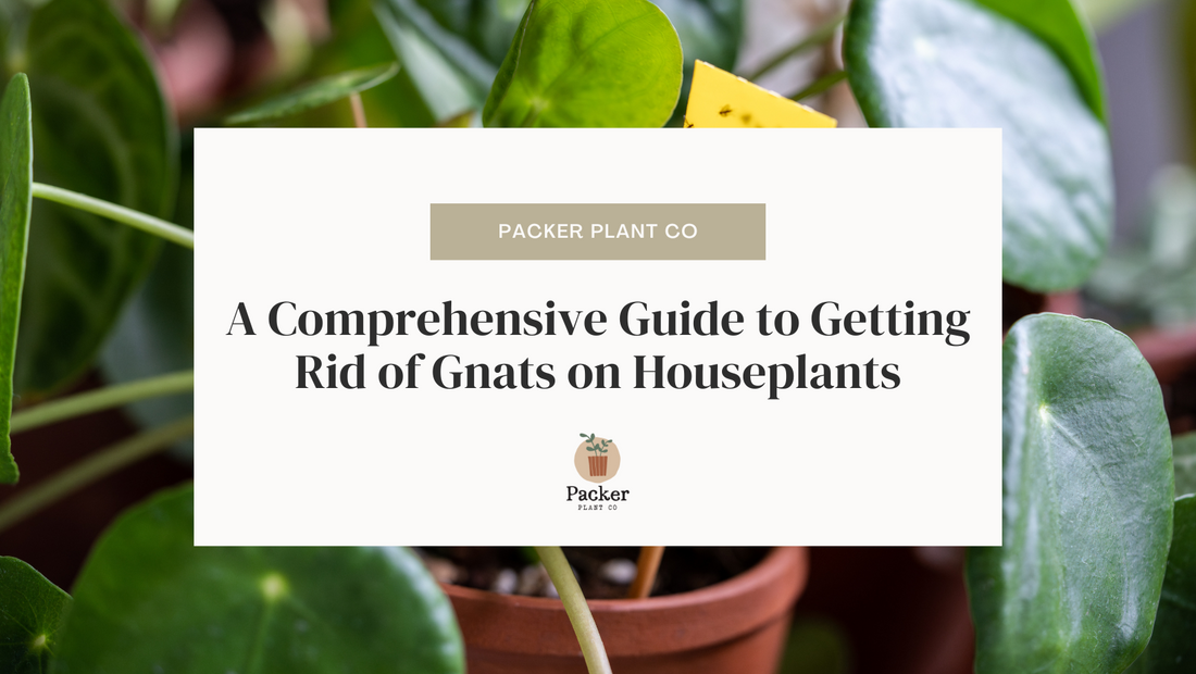 A Comprehensive Guide to Getting Rid of Gnats on Houseplants