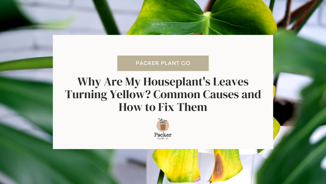 Why Are My Houseplant's Leaves Turning Yellow? Common Causes and How to Fix Them