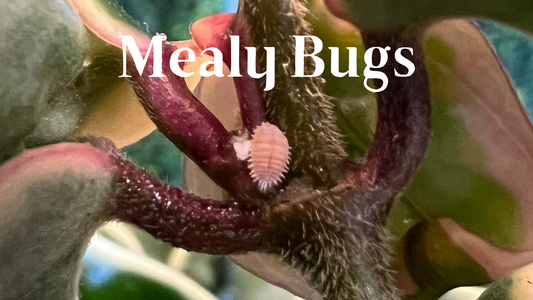 Foreign Invaders: When Mealy Bugs Attack your Houseplants