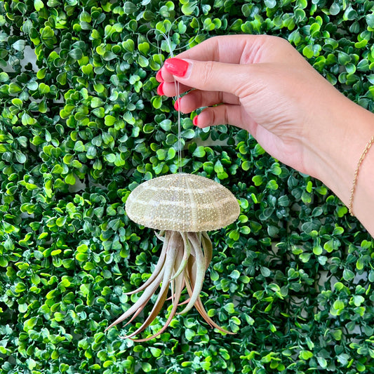 Hanging Jellyfish Urchin Shell + Air Plant