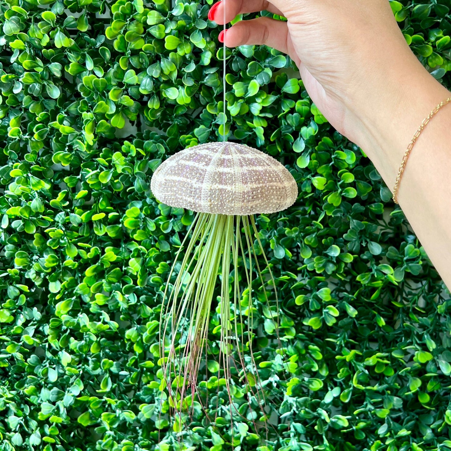 Hanging Jellyfish Urchin Shell + Air Plant