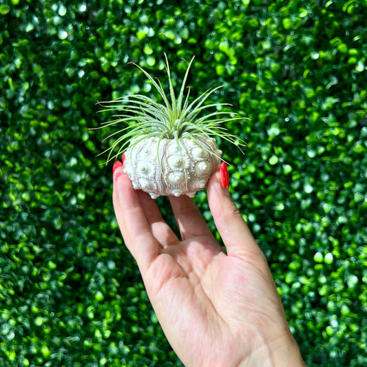 Sputnik Seashell + Air Plant